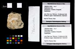Foto (Objekt + Etikett) von Palinuridae indet.  (NHMW-GEO-1990-0041-2608)